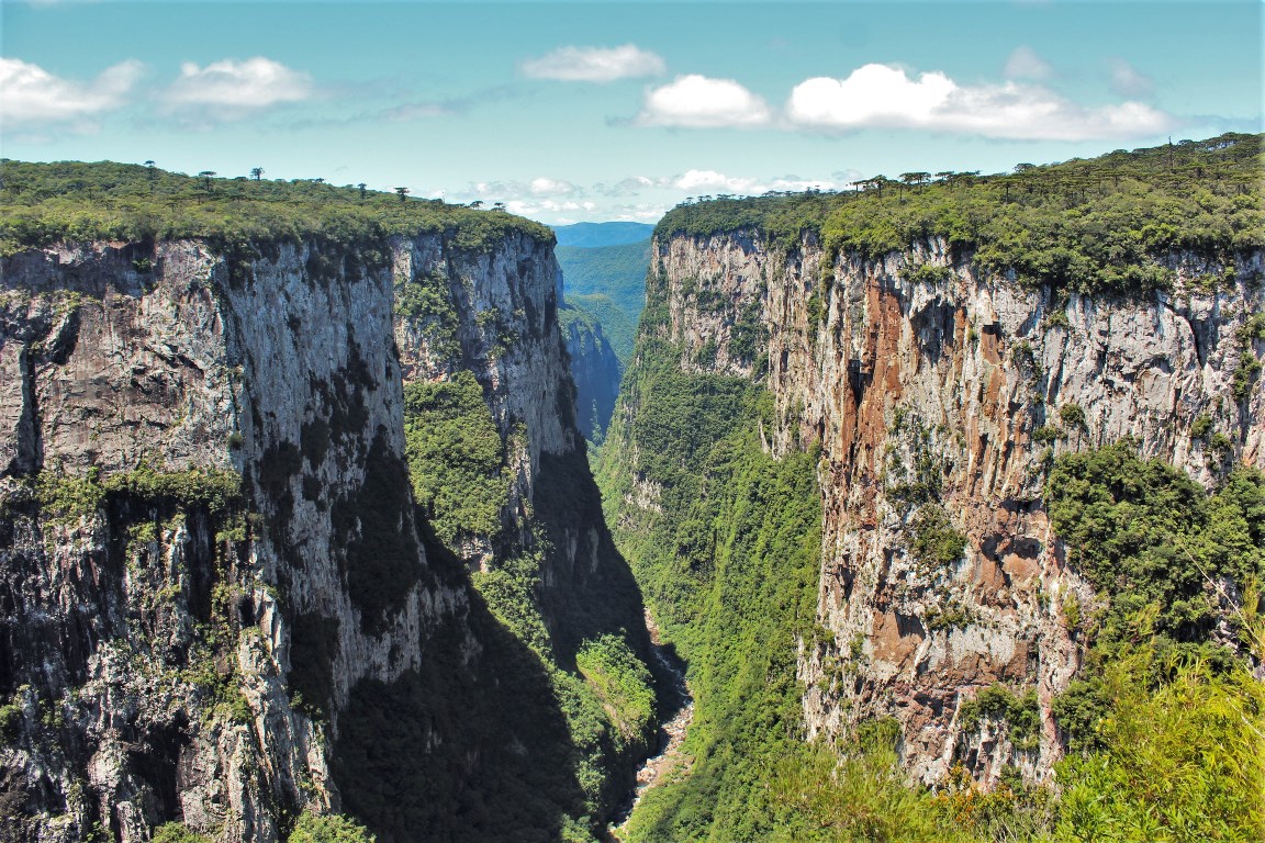 A origem do malacara - Cavalus